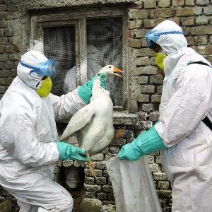 gripe-aviar.jpg
