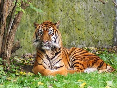 tigre-siberiano.jpg